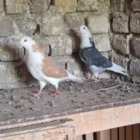 کبوتر  نر و ماده پرشی تضمینی