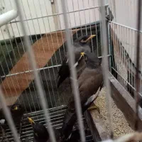 مینا 5ماهه دانه 400 هزار|پرنده|مشهد, همت آباد|دیوار