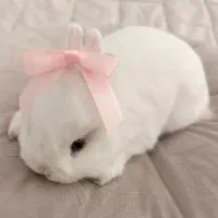 لوپ تربیت شده واکسن زده با تمام لوازم