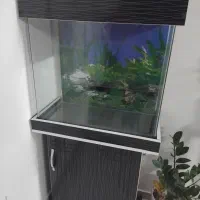 آکواریوم ۶۰ سانتی شیشه خم