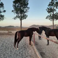 اسب عرب|اسب و تجهیزات اسب‌سواری|چمران, |دیوار