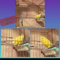 مرغ عشق با قفس