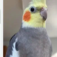 عروس هلندی گمشده