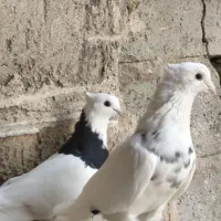 کبوتر طوقی|پرنده|بوشهر, |دیوار