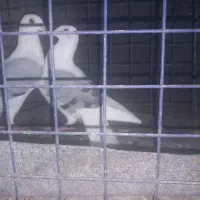 پلاکی‌ دوکت‌|پرنده|اصفهان, برازنده|دیوار