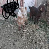 گوسفند بز فروش|حیوانات مزرعه|بیرجند, |دیوار