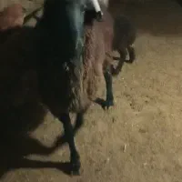 شیشک قوچ دو دندون شاخی بروون....|حیوانات مزرعه|داران, |دیوار