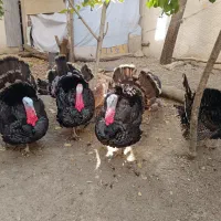 بوقلمون سنگین|حیوانات مزرعه|جاجرود, |دیوار