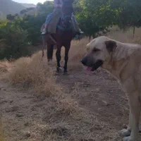 مادیون یورغه|اسب و تجهیزات اسبسواری|پیرانشهر, |دیوار