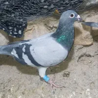 کفتر پلاک