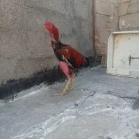 خروس لاری
