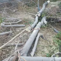 برش درخت ، هرس باغ