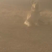 واگذاری سگ|سگ|بن, |دیوار