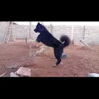 واگذاری دوتا سگ