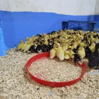 جوجه اردک خارجب|حیوانات مزرعه|ساری, |دیوار