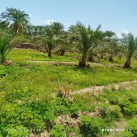 باغ فروشی روستای طرز