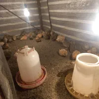 بلدرچین تخم گذار