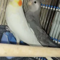 جفت عروس هلندی نروماده