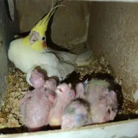 عروس و گرینجیک|پرنده|قم, باغ اشرافی|دیوار