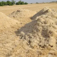 کاه گندم جو