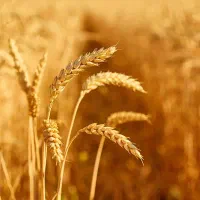 فروش بذر گندم دیم