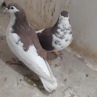 راست و ساده افشون پرشی و جوجه