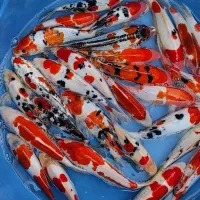 ماهی  کوی|ماهی|اصفهان, کوجان|دیوار