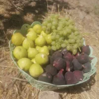 انجیر کوهی تازه