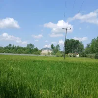 شالیزار-سنتی-2000متری-با-برنج