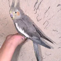 عروس هلندی ماده|پرنده|اصفهان, خوراسگان|دیوار