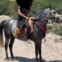 نریان سوازی دار