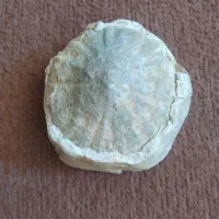 فسیل صدف کلکسیونی|کلکسیون اشیاء عتیقه|زنجان, |دیوار