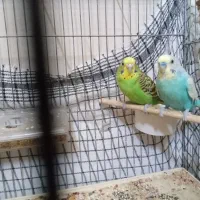 مرغ عشق|پرنده|خوی, |دیوار