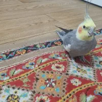 عروس هلندی|پرنده|مشهد, ادیب نیشابوری (شهرک غرب)|دیوار