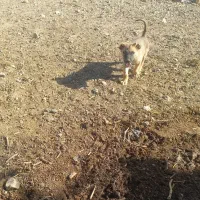 توله سگ