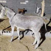 الاغ نر مخصوص نسل کشی