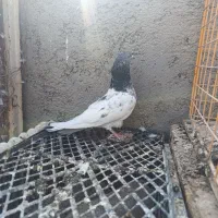 نر گرفتنی