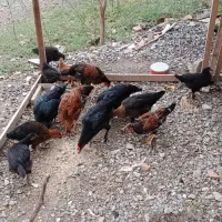 جوجه محلی|حیوانات مزرعه|بندر ترکمن, |دیوار