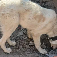 سگ شش ماهه گله ای|سگ|سبزوار, زینبیه|دیوار