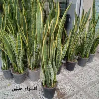 سانسوریا ، گل و گیاه آپارتمانی و گلدان