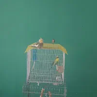 عروس هلندی،مرغ عشق،سهره|پرنده|تهران, شهرک ابوذر|دیوار