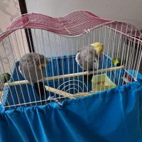 عروس هلندی|پرنده|شاهین‌شهر, خانه کارگر|دیوار