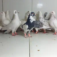 دسته ۲۲تایی پرشی نر سار