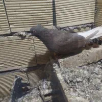 پرنده دم سفید ماده|پرنده|باوی, |دیوار