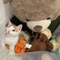 واگذاری بچه گربهDSH  چهار ماهه  شناسنامه دار