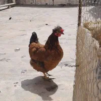 یک عدد مرغ تخم گذار