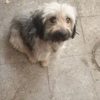 واگذاری سگ پاپی