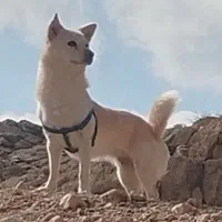 سگ اشپیتز پامر روباهی