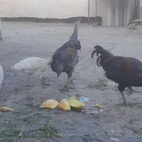 مرغ و خروس خانگی