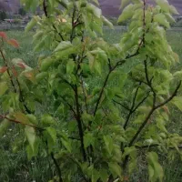 باغ درروستای ترب